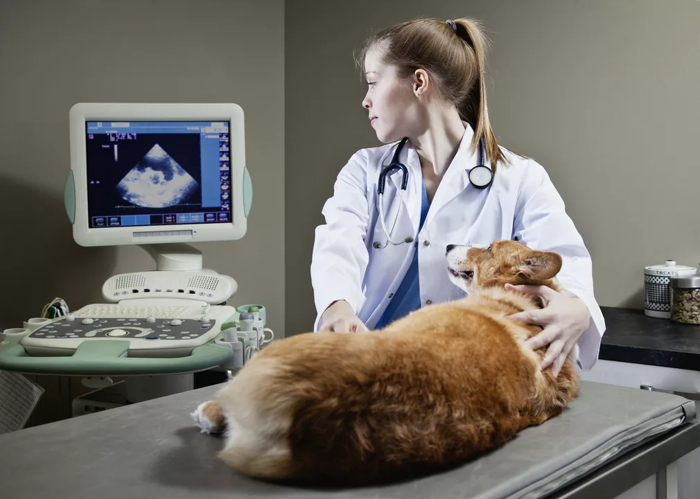 Fluocinolone in Veterinary Medicine: Uses and Benefits